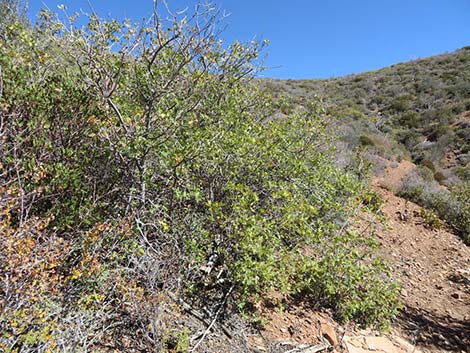 Gambel Oak (Quercus gambelii)