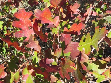 Gambel Oak (Quercus gambelii)