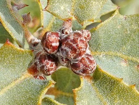 Shrub Live Oak (Quercus turbinella)