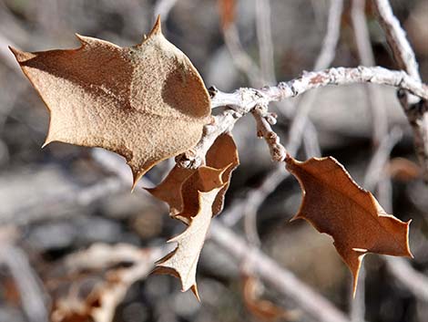 Shrub Live Oak (Quercus turbinella)