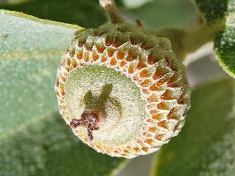 Shrub Live Oak (Quercus turbinella)