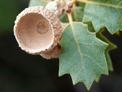 Shrub Live Oak (Quercus turbinella)