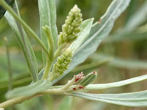 Narrowleaf Willow (Salix exigua)