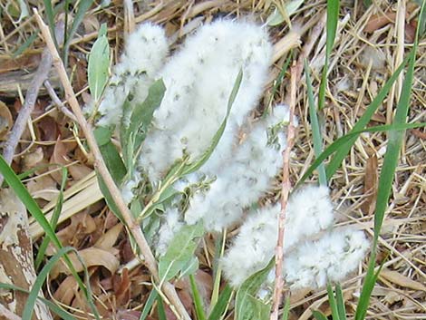 Goodding's Willow (Salix gooddingii)