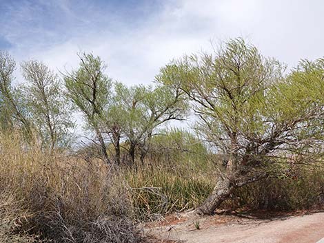 Goodding's Willow (Salix gooddingii)