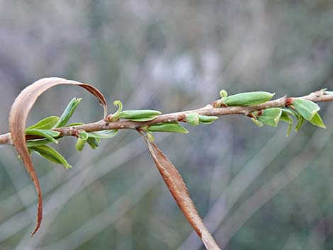 Goodding's Willow (Salix gooddingii)