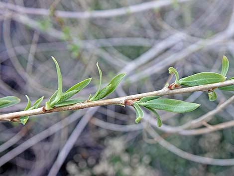 Goodding's Willow (Salix gooddingii)