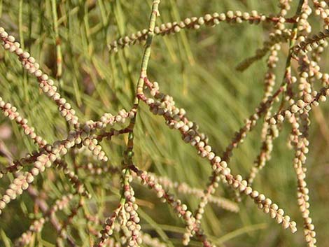 Athel Tamarisk (Tamarix aphylla)