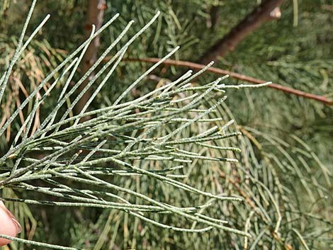 Athel Tamarisk (Tamarix aphylla)