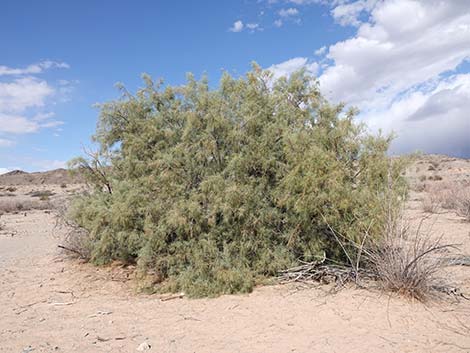 Athel Tamarisk (Tamarix aphylla)