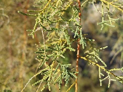 Saltcedar (Tamarix ramosissima)