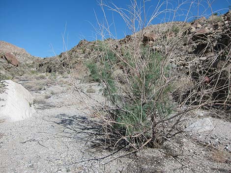 Saltcedar (Tamarix ramosissima)