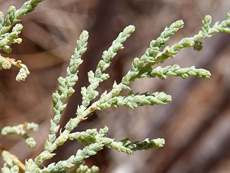 Saltcedar (Tamarix ramosissima)