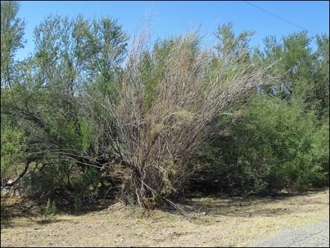 Saltcedar (Tamarix ramosissima)