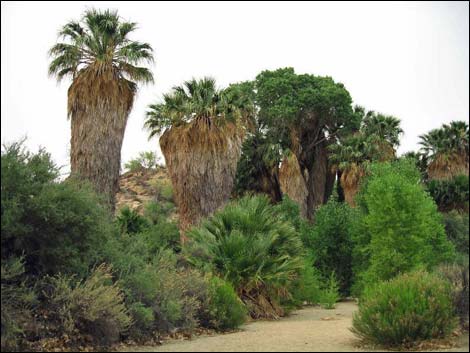 California Fan Palm (Washingtonia filifera)