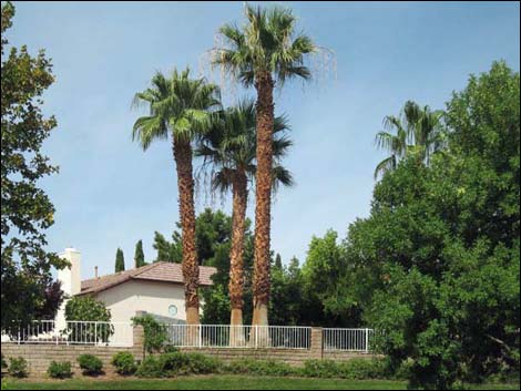 California Fan Palm (Washingtonia filifera)