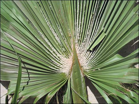 California Fan Palm (Washingtonia filifera)