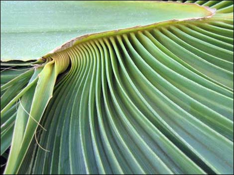 California Fan Palm (Washingtonia filifera)