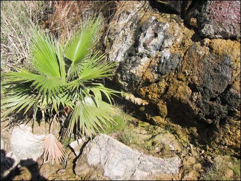 California Fan Palm (Washingtonia filifera)