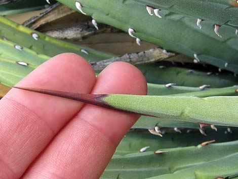 Utah Agave (Agave utahensis var. utahensis)