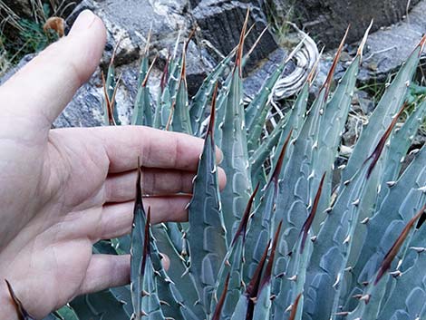 Utah Agave (Agave utahensis var. utahensis)