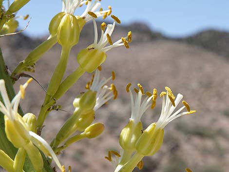 Utah Agave (Agave utahensis var. utahensis)