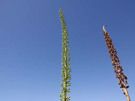 Utah Agave (Agave utahensis var. utahensis)