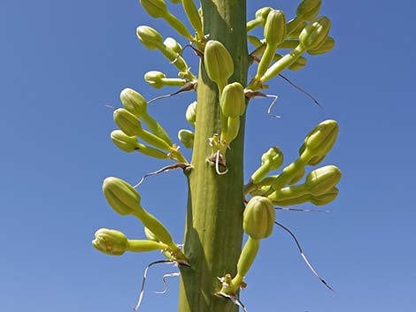 Utah Agave (Agave utahensis var. utahensis)