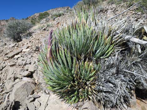 Utah Agave (Agave utahensis var. utahensis)