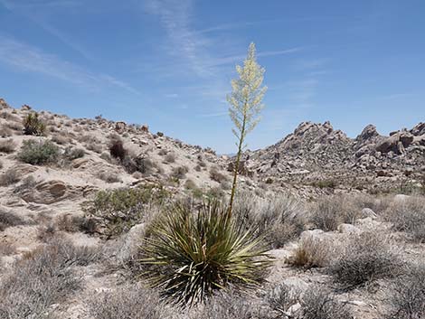 Bigelow's Nolina (Nolina bigelovii)