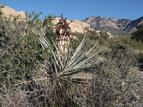 Banana Yucca (Yucca baccata)