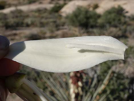 Banana Yucca (Yucca baccata)