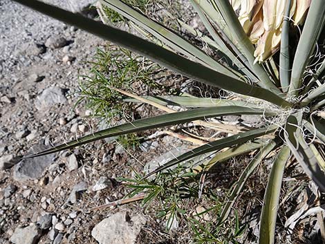 Banana Yucca (Yucca baccata)