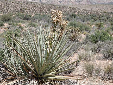 Banana Yucca (Yucca baccata)