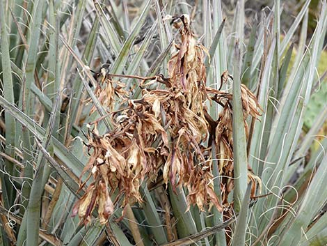 Banana Yucca (Yucca baccata)