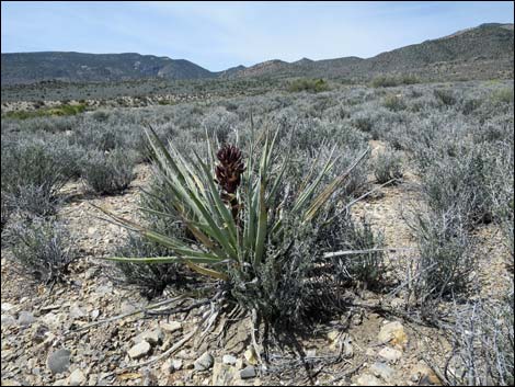 Banana Yucca (Yucca baccata)