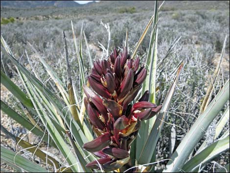 Banana Yucca (Yucca baccata)