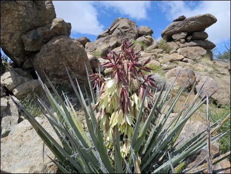 Banana Yucca (Yucca baccata)