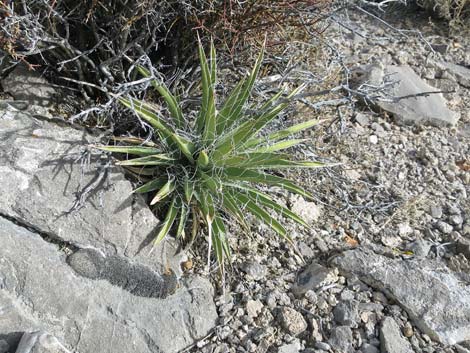 Spanish Bayonet (Yucca harrimaniae)