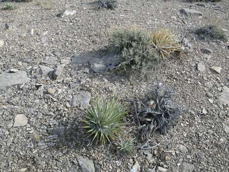 Spanish Bayonet (Yucca harrimaniae)