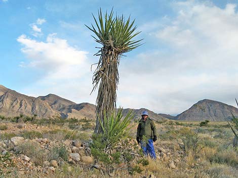 Mojave Yucca (Yucca schidigera)