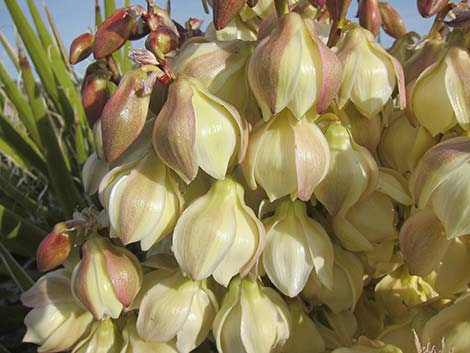 Mojave Yucca (Yucca schidigera)