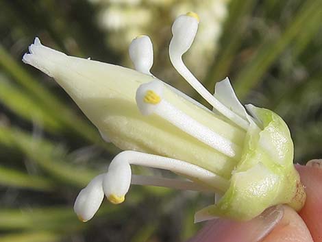 Mojave Yucca (Yucca schidigera)