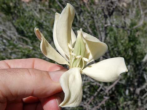 Mojave Yucca (Yucca schidigera)