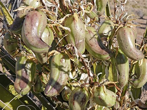 Mojave Yucca (Yucca schidigera)