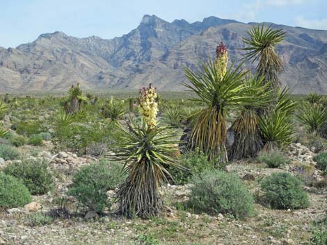 Mojave Yucca (Yucca schidigera)