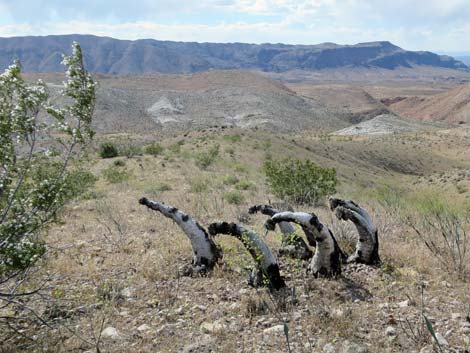 Mojave Yucca (Yucca schidigera)