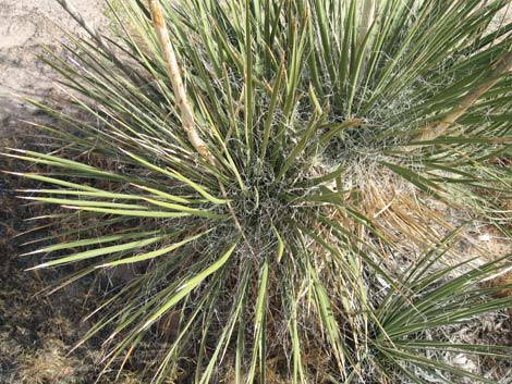 Utah Yucca (Yucca utahensis)