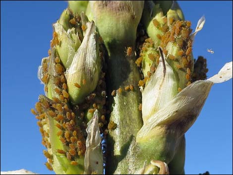 Utah Yucca (Yucca utahensis)