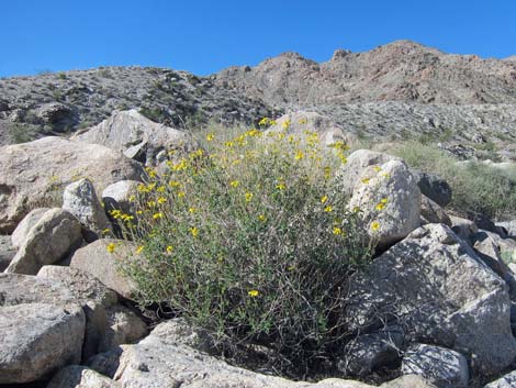 Ireteba Peaks Wilderness Area